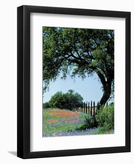 Paintbrush and Bluebonnets, Texas Hill Country, Texas, USA-Adam Jones-Framed Photographic Print