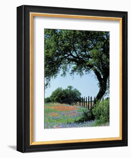 Paintbrush and Bluebonnets, Texas Hill Country, Texas, USA-Adam Jones-Framed Photographic Print