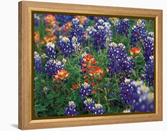 Paintbrush and Bluebonnets, Texas, USA-Dee Ann Pederson-Framed Premier Image Canvas