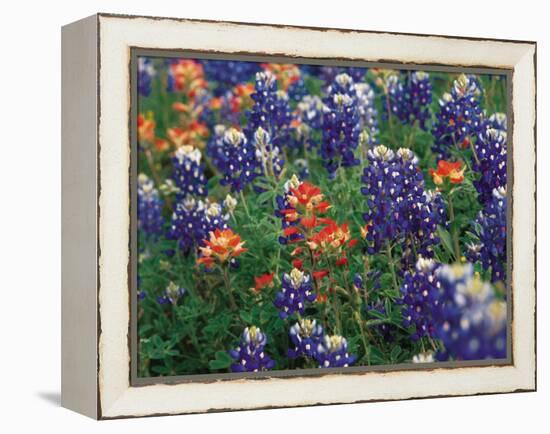 Paintbrush and Bluebonnets, Texas, USA-Dee Ann Pederson-Framed Premier Image Canvas