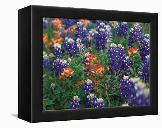 Paintbrush and Bluebonnets, Texas, USA-Dee Ann Pederson-Framed Premier Image Canvas