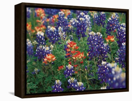 Paintbrush and Bluebonnets, Texas, USA-Dee Ann Pederson-Framed Premier Image Canvas