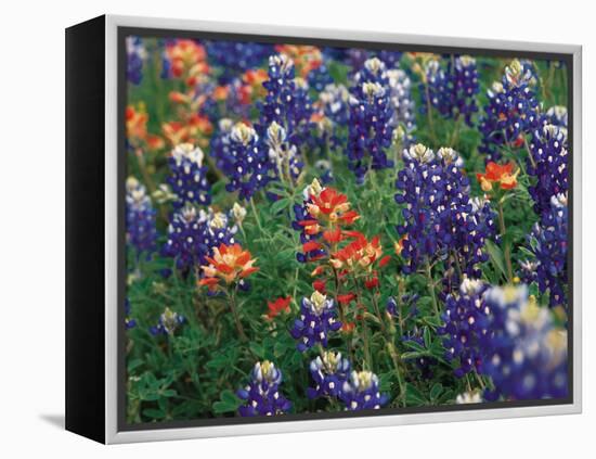 Paintbrush and Bluebonnets, Texas, USA-Dee Ann Pederson-Framed Premier Image Canvas