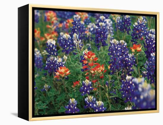 Paintbrush and Bluebonnets, Texas, USA-Dee Ann Pederson-Framed Premier Image Canvas