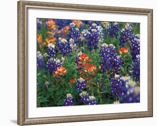 Paintbrush and Bluebonnets, Texas, USA-Dee Ann Pederson-Framed Photographic Print