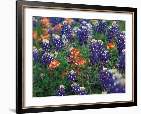 Paintbrush and Bluebonnets, Texas, USA-Dee Ann Pederson-Framed Photographic Print