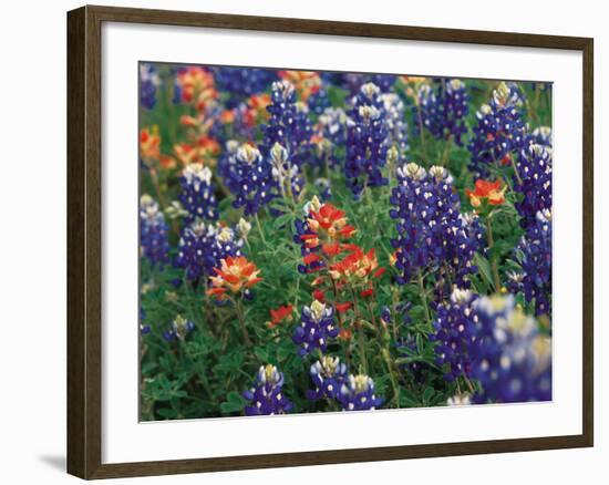 Paintbrush and Bluebonnets, Texas, USA-Dee Ann Pederson-Framed Photographic Print