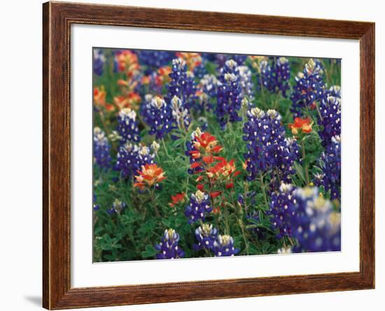 Paintbrush and Bluebonnets, Texas, USA-Dee Ann Pederson-Framed Photographic Print