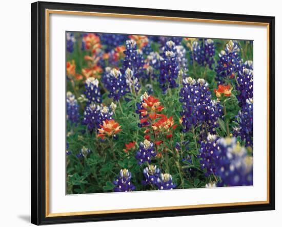 Paintbrush and Bluebonnets, Texas, USA-Dee Ann Pederson-Framed Photographic Print