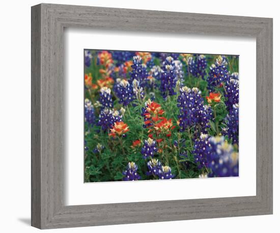 Paintbrush and Bluebonnets, Texas, USA-Dee Ann Pederson-Framed Photographic Print