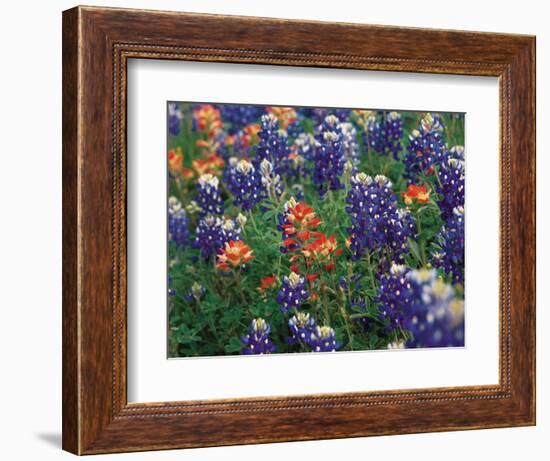 Paintbrush and Bluebonnets, Texas, USA-Dee Ann Pederson-Framed Photographic Print