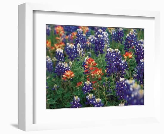 Paintbrush and Bluebonnets, Texas, USA-Dee Ann Pederson-Framed Photographic Print