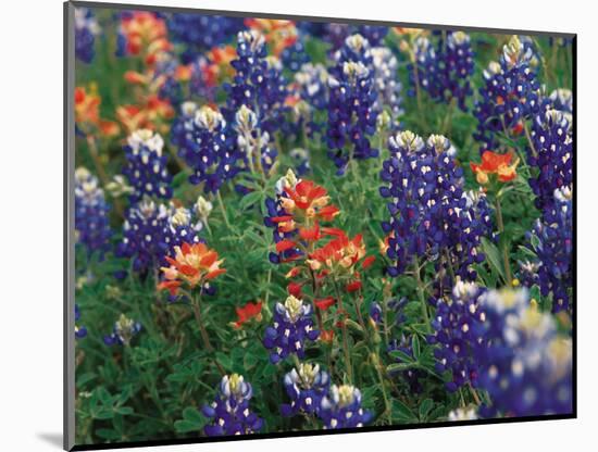 Paintbrush and Bluebonnets, Texas, USA-Dee Ann Pederson-Mounted Photographic Print