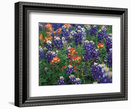 Paintbrush and Bluebonnets, Texas, USA-Dee Ann Pederson-Framed Photographic Print