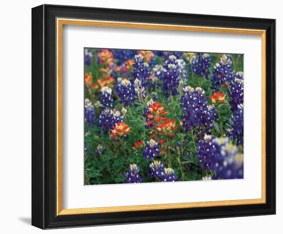 Paintbrush and Bluebonnets, Texas, USA-Dee Ann Pederson-Framed Photographic Print