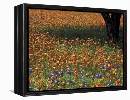 Paintbrush and Tree Trunk, Hill Country, Texas, USA-Darrell Gulin-Framed Premier Image Canvas