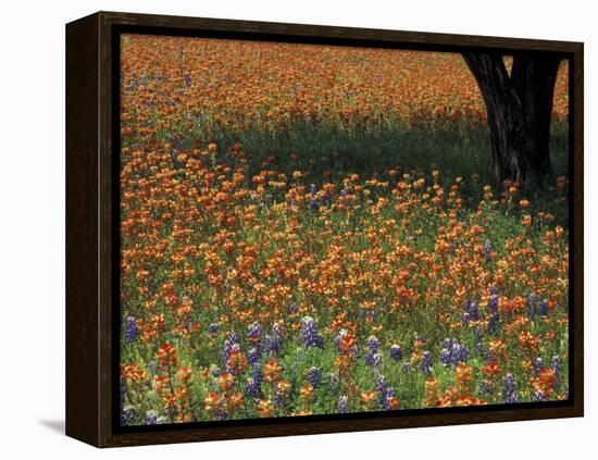 Paintbrush and Tree Trunk, Hill Country, Texas, USA-Darrell Gulin-Framed Premier Image Canvas