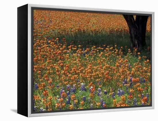 Paintbrush and Tree Trunk, Hill Country, Texas, USA-Darrell Gulin-Framed Premier Image Canvas