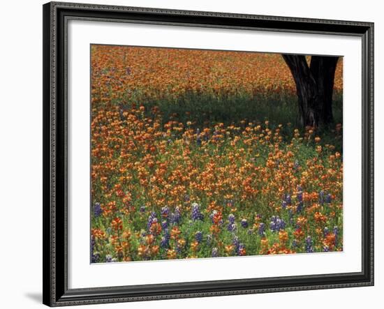 Paintbrush and Tree Trunk, Hill Country, Texas, USA-Darrell Gulin-Framed Photographic Print