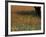 Paintbrush and Tree Trunk, Hill Country, Texas, USA-Darrell Gulin-Framed Photographic Print