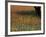 Paintbrush and Tree Trunk, Hill Country, Texas, USA-Darrell Gulin-Framed Photographic Print