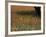 Paintbrush and Tree Trunk, Hill Country, Texas, USA-Darrell Gulin-Framed Photographic Print