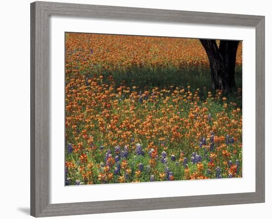 Paintbrush and Tree Trunk, Hill Country, Texas, USA-Darrell Gulin-Framed Photographic Print