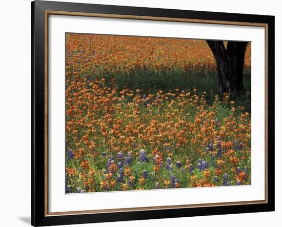 Paintbrush and Tree Trunk, Hill Country, Texas, USA-Darrell Gulin-Framed Photographic Print