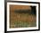 Paintbrush and Tree Trunk, Hill Country, Texas, USA-Darrell Gulin-Framed Photographic Print