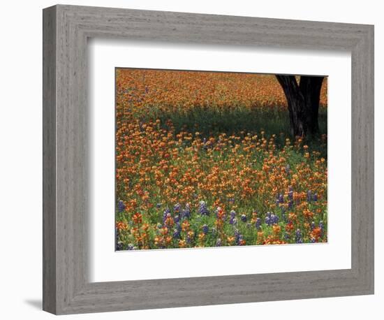 Paintbrush and Tree Trunk, Hill Country, Texas, USA-Darrell Gulin-Framed Photographic Print