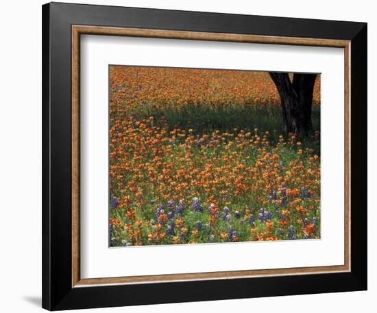 Paintbrush and Tree Trunk, Hill Country, Texas, USA-Darrell Gulin-Framed Photographic Print