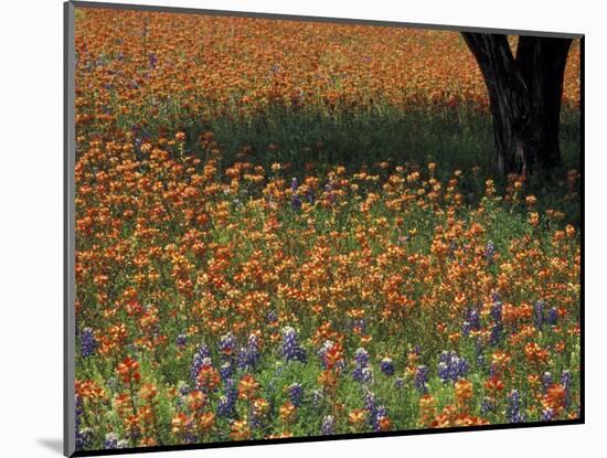 Paintbrush and Tree Trunk, Hill Country, Texas, USA-Darrell Gulin-Mounted Photographic Print