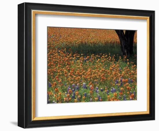 Paintbrush and Tree Trunk, Hill Country, Texas, USA-Darrell Gulin-Framed Photographic Print