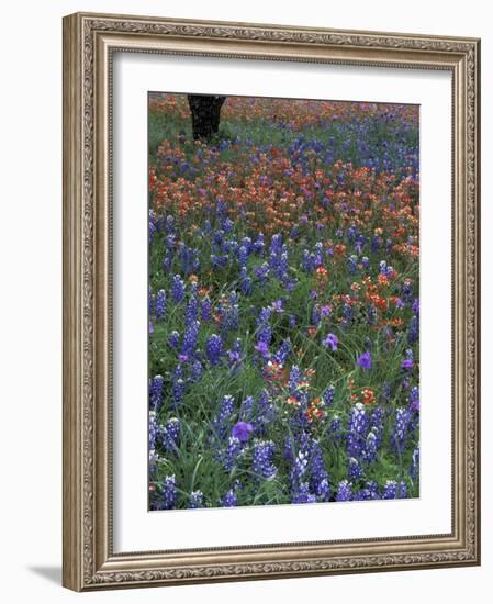 Paintbrush and Tree Trunk, Lake Buchanan, Texas, USA-Darrell Gulin-Framed Photographic Print