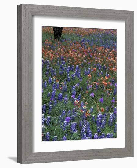 Paintbrush and Tree Trunk, Lake Buchanan, Texas, USA-Darrell Gulin-Framed Photographic Print