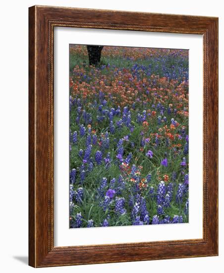 Paintbrush and Tree Trunk, Lake Buchanan, Texas, USA-Darrell Gulin-Framed Photographic Print