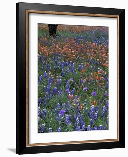 Paintbrush and Tree Trunk, Lake Buchanan, Texas, USA-Darrell Gulin-Framed Photographic Print