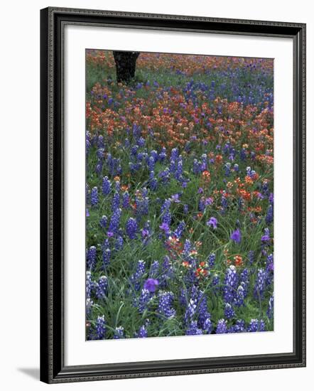 Paintbrush and Tree Trunk, Lake Buchanan, Texas, USA-Darrell Gulin-Framed Photographic Print