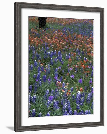 Paintbrush and Tree Trunk, Lake Buchanan, Texas, USA-Darrell Gulin-Framed Photographic Print