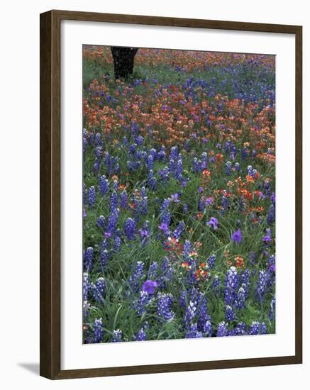 Paintbrush and Tree Trunk, Lake Buchanan, Texas, USA-Darrell Gulin-Framed Photographic Print