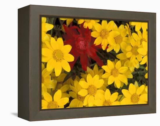 Paintbrush and Yellow Daisies, Box Canyon Creek, Cascades, Washington, USA-Darrell Gulin-Framed Premier Image Canvas