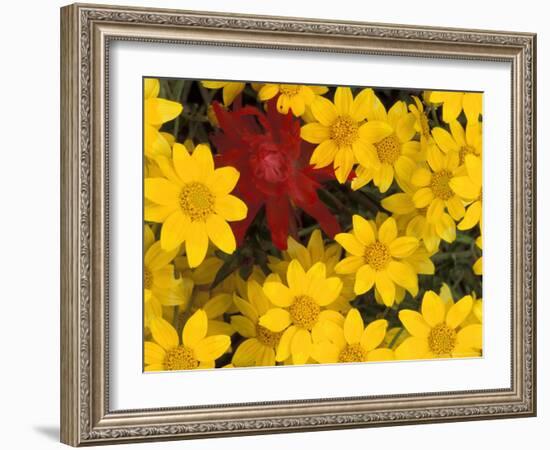 Paintbrush and Yellow Daisies, Box Canyon Creek, Cascades, Washington, USA-Darrell Gulin-Framed Photographic Print