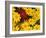 Paintbrush and Yellow Daisies, Box Canyon Creek, Cascades, Washington, USA-Darrell Gulin-Framed Photographic Print