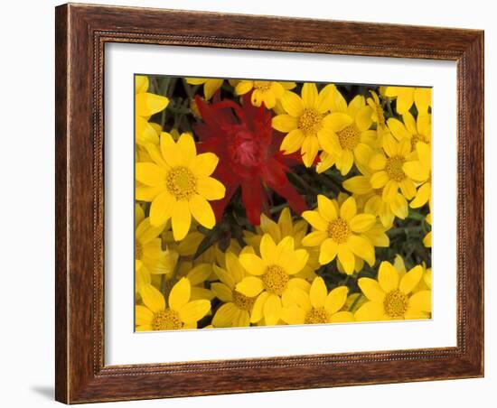 Paintbrush and Yellow Daisies, Box Canyon Creek, Cascades, Washington, USA-Darrell Gulin-Framed Photographic Print