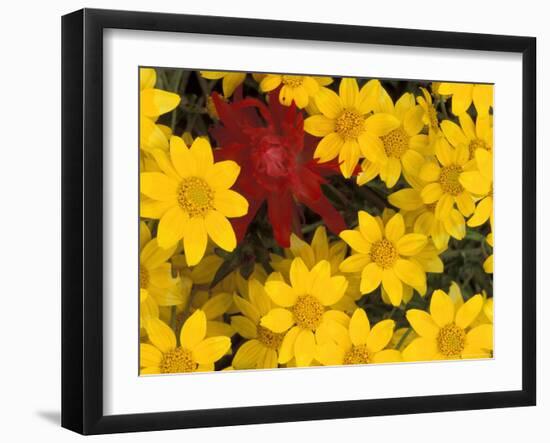 Paintbrush and Yellow Daisies, Box Canyon Creek, Cascades, Washington, USA-Darrell Gulin-Framed Photographic Print