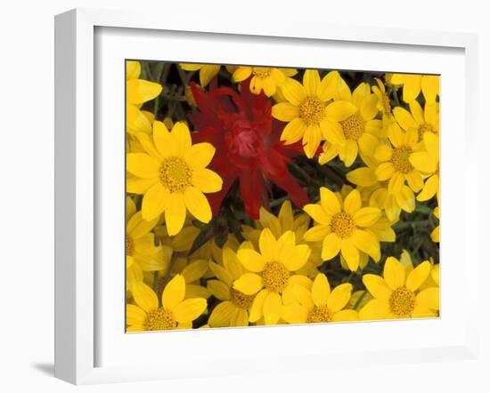 Paintbrush and Yellow Daisies, Box Canyon Creek, Cascades, Washington, USA-Darrell Gulin-Framed Photographic Print