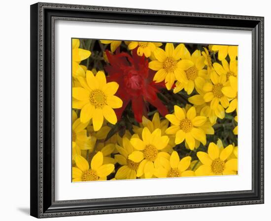 Paintbrush and Yellow Daisies, Box Canyon Creek, Cascades, Washington, USA-Darrell Gulin-Framed Photographic Print