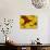 Paintbrush and Yellow Daisies, Box Canyon Creek, Cascades, Washington, USA-Darrell Gulin-Photographic Print displayed on a wall