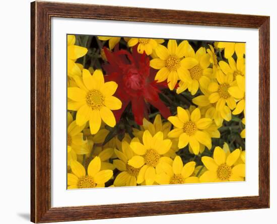 Paintbrush and Yellow Daisies, Box Canyon Creek, Cascades, Washington, USA-Darrell Gulin-Framed Photographic Print