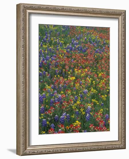 Paintbrush, Bluebonnets, and Bladderpod, Texas, USA-Adam Jones-Framed Photographic Print